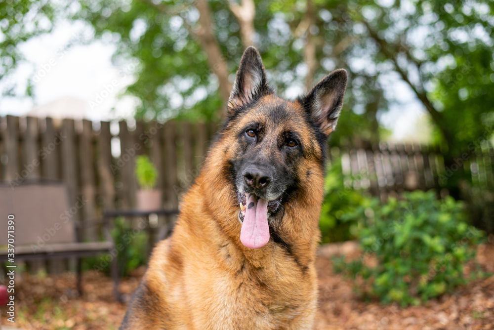 Red and black German Shepherd enjoying his backyard on a warm summer day
Red and black German Shepherd enjoying his backyard on a warm summer day