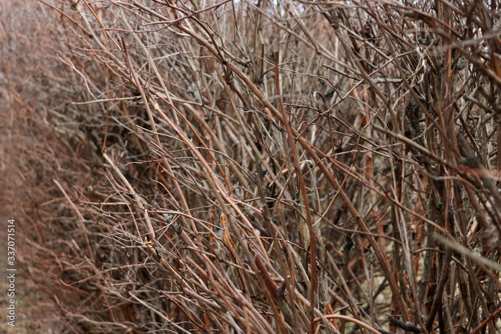 Brown bush branches without leaves Brown bush branches without leaves