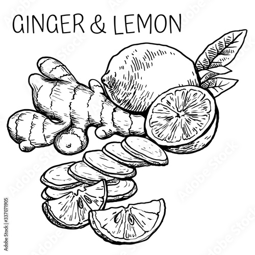 natural fresh ginger root and lemon. vector sketch on a white background