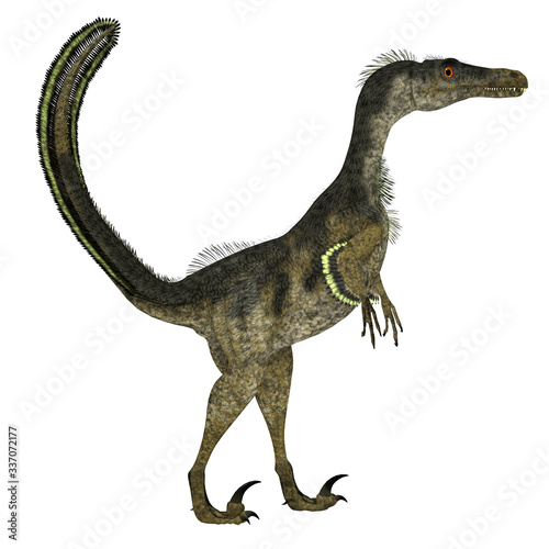 Velociraptor Dinosaur Side Profile - Velociraptor was a carnivorous theropod dinosaur that lived in Mongolia, China during the Cretaceous Period. photo