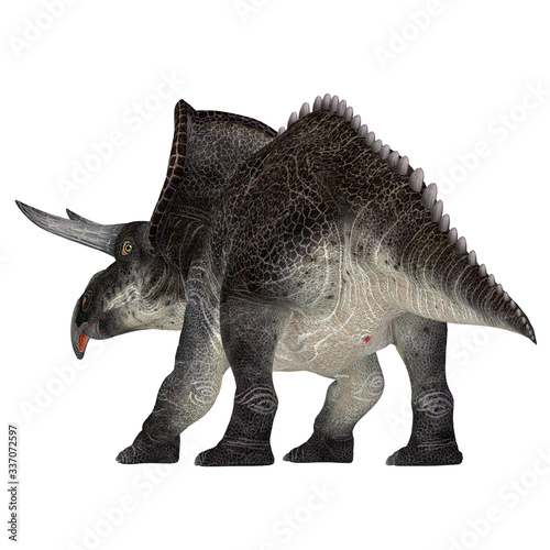Zuniceratops Dinosaur Tail - Zuniceratops was a herbivorous Ceratopsian dinosaur that lived in New Mexico, United States during the Cretaceous Period. © Catmando
