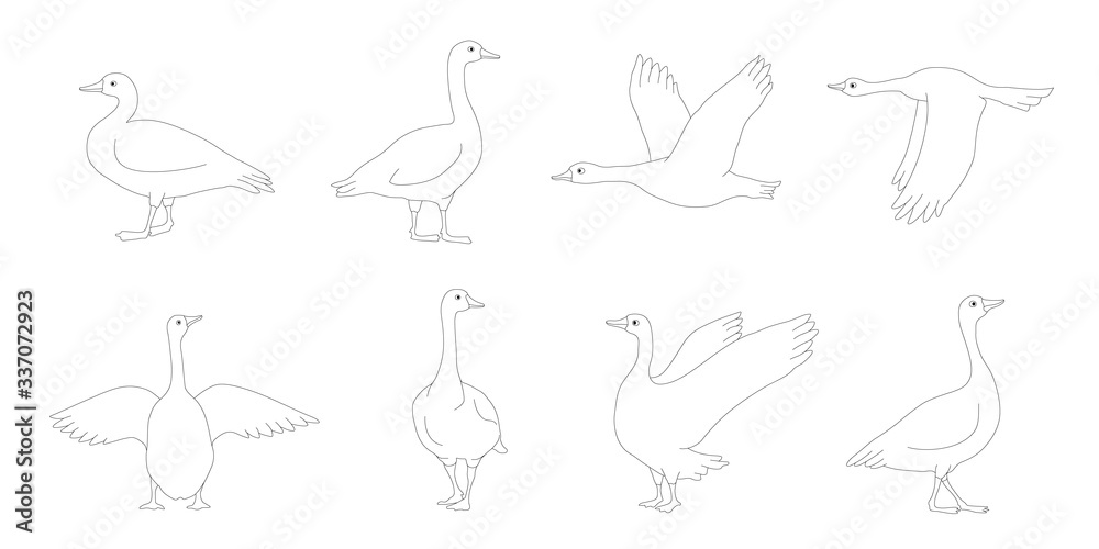 goose line goose line