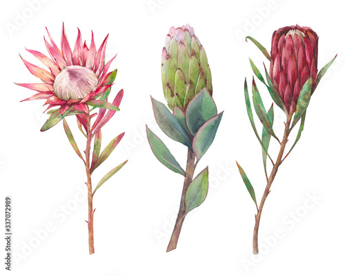 Watercolor protea flowers. Set of hand painted exotic natural elements isolated on white background. Botanical clip art