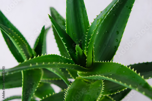 Aloe with bright green leaves and drops of water close-up side view. Background and place for your lettering.