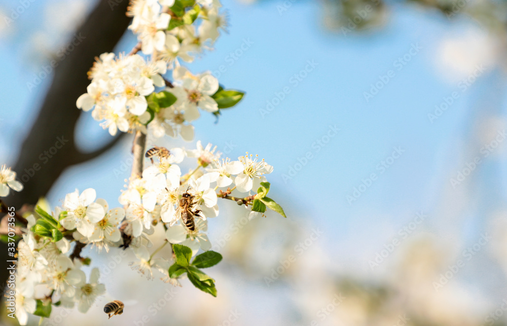 Bees on flowering tree branch against the sky. Copy space