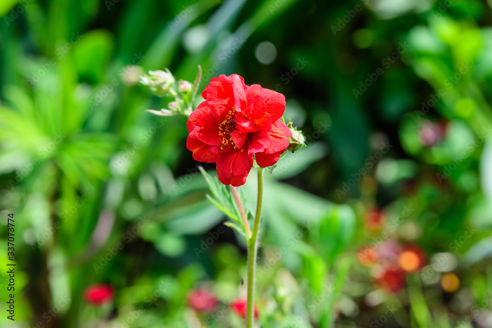 One delicate vivid red cinquefoil or Potentilla flower in a British cottage style garden in a summer day, beautiful outdoor floral background photographed with soft focus
One delicate vivid red cinquefoil or Potentilla flower in a British cottage style garden in a summer day, beautiful outdoor floral background photographed with soft focus
