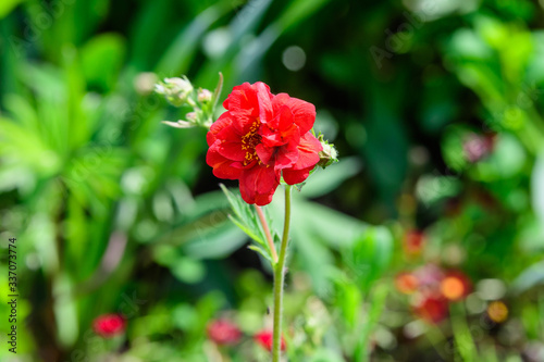 One delicate vivid red cinquefoil or Potentilla flower in a British cottage style garden in a summer day, beautiful outdoor floral background photographed with soft focus
