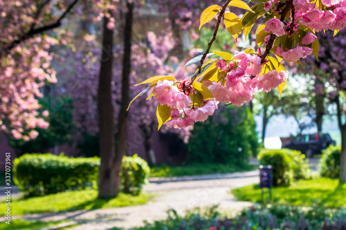 sakura close up in the morning. beautiful springtime background in the garden