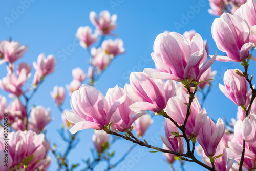magnolia on the blue sky background in the morning. beautiful springtime scenery in the garden © Pellinni