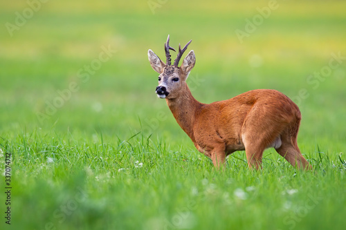 Old roe deer, capreolus capreolus, buck with dark antlers looking aside in summer nature. Curious wild mammal in rutting season standing on a meadow with green grass and wildflowers.