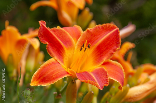 orange daylily close © fgsmiles