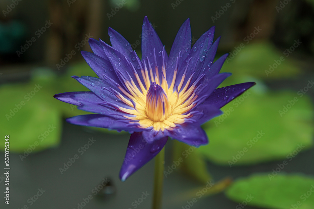 Beautiful waterlily in the pond Beautiful waterlily in the pond