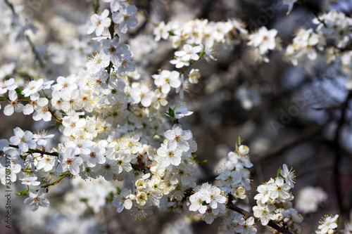 Cherry plum branches with white flowers and young leaves, spring concept. © Janna