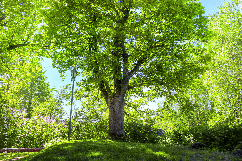 The sun shining through a majestic green oak tree The sun shining through a majestic green oak tree