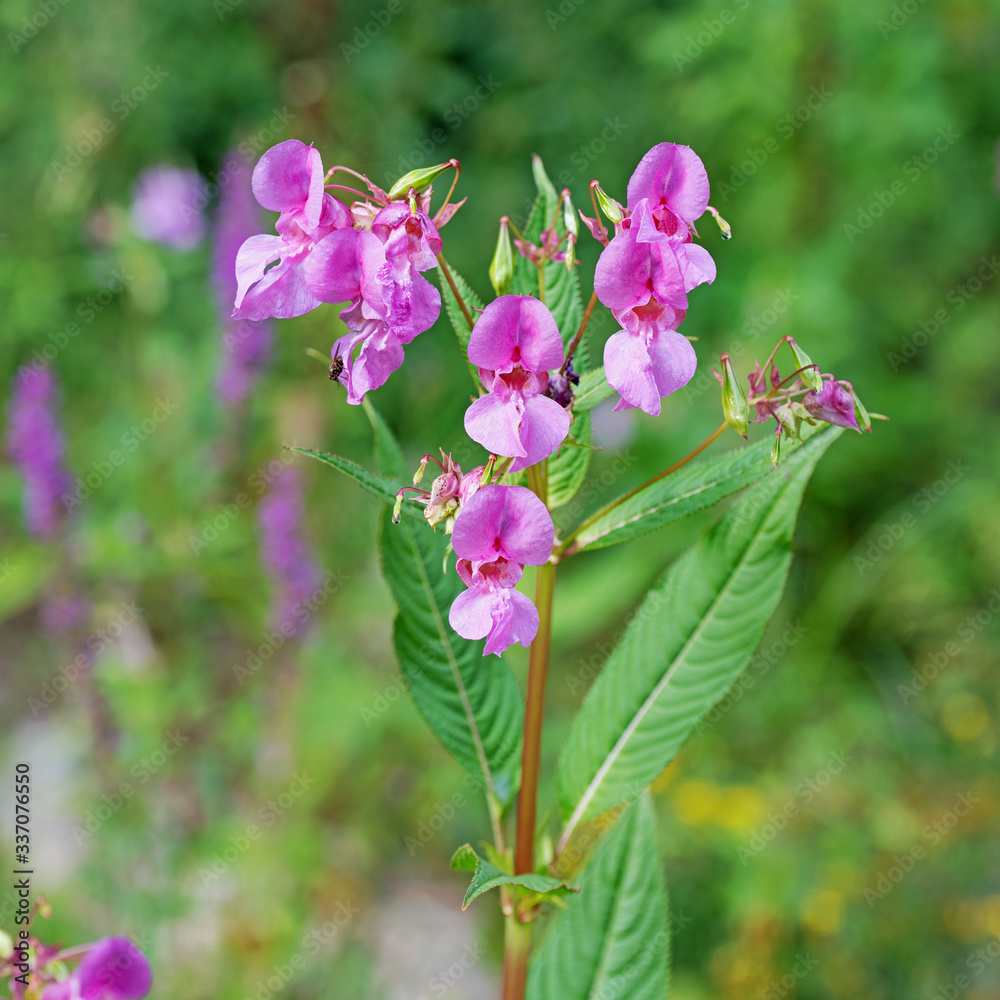 bl-hendes-dr-siges-springkraut-impatiens-glandulifera-photos-adobe-stock