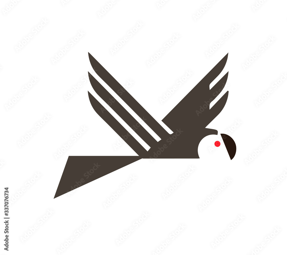 black and white bird black and white bird