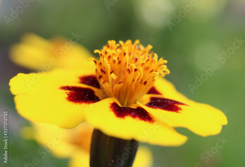 Close up of a bright yellow French Marigold flower  Tagetes patula   growing in a garden  with natural green background.