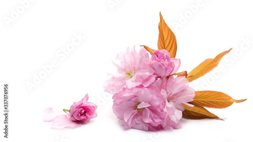 Spring flowers isolated on white  with clipping path