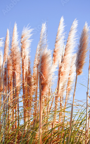 Cortaderia selloana commonly known as Pampas Grass. Ears of dry grass are tinted in warm autumn colors. Blue sky. Sunny day. Fall natural concept. Selective focus. Copy space. © Elena