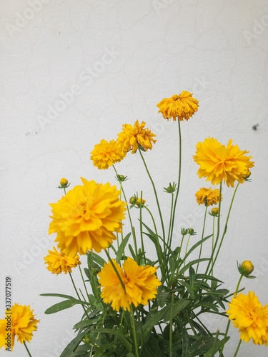 Yellow chamomile flowers in full blossom. photo