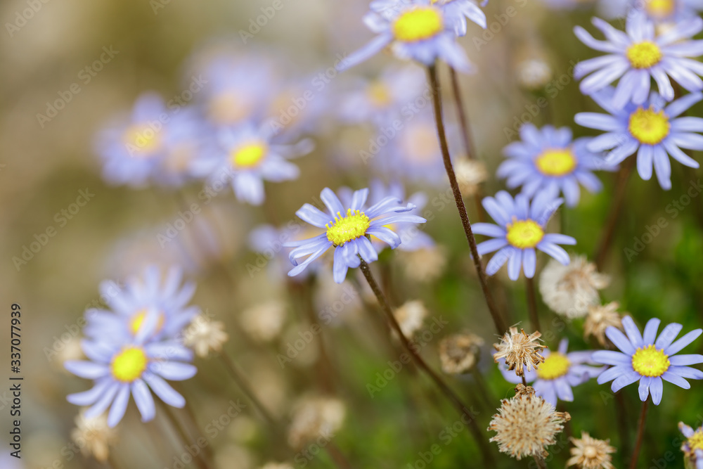 Blue Felicia (Daisy) in Bloom
Blue Felicia (Daisy) in Bloom