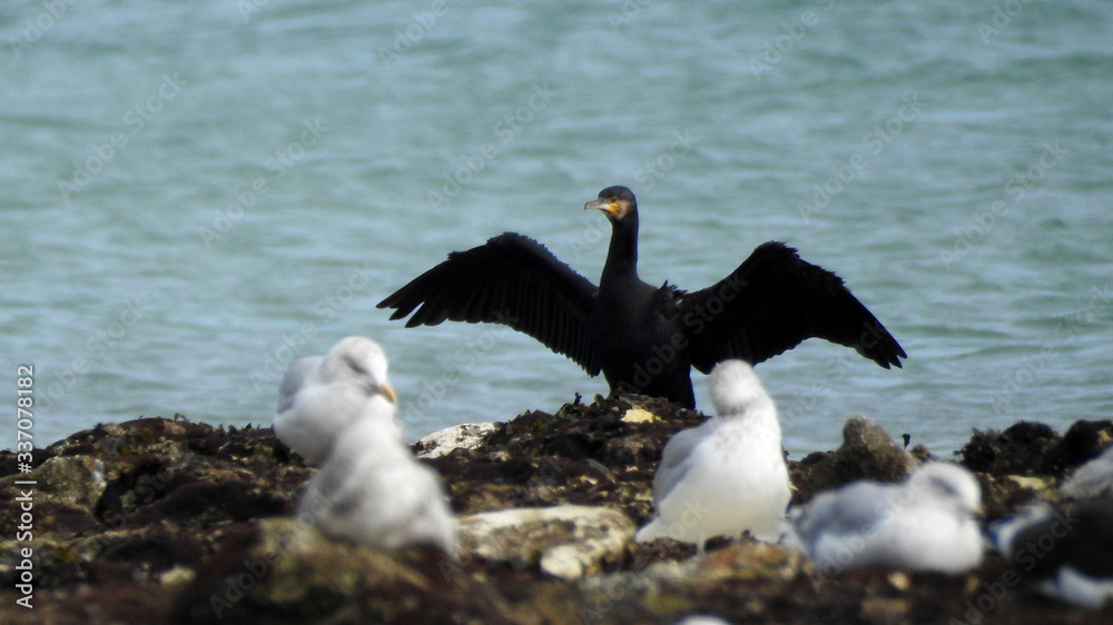 Cormorant on the beach Cormorant on the beach