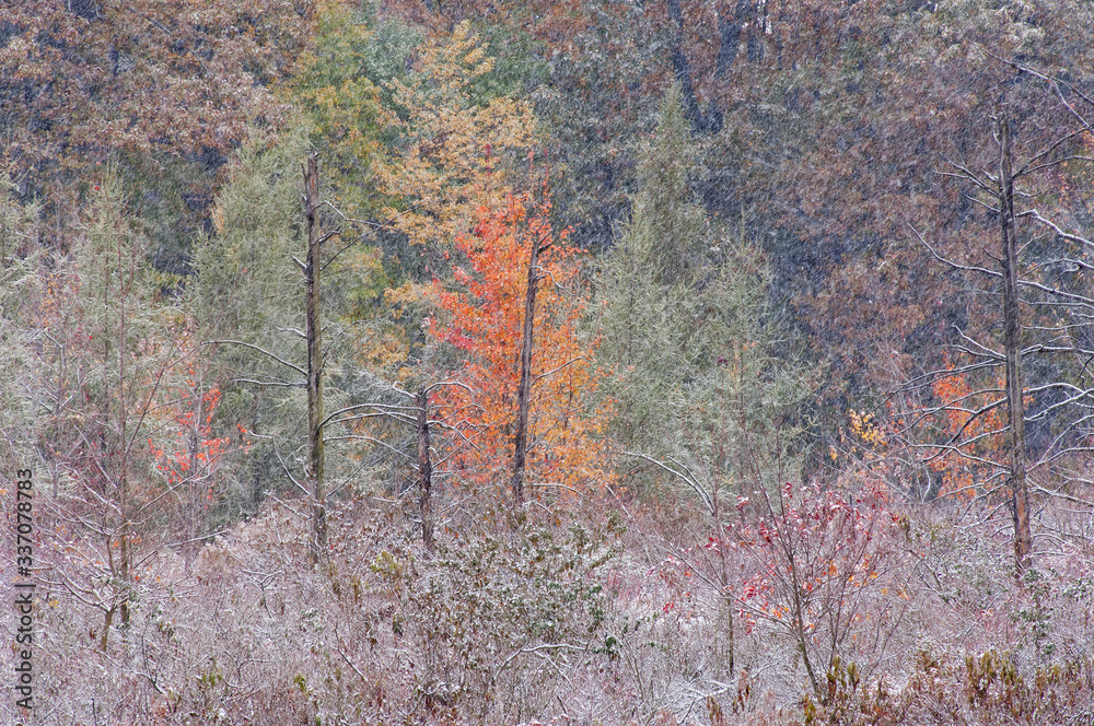 Landscape of a snow flocked autumn marsh, Michigan, USA