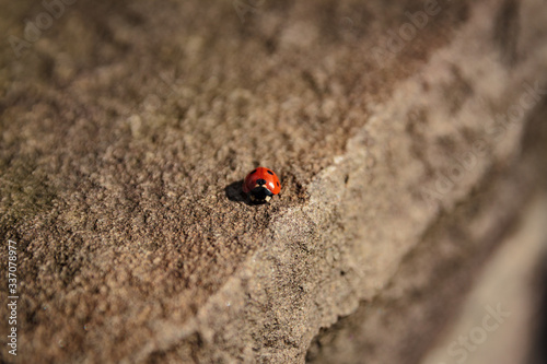 A Coccinellidae or ladybug on a stone © JuriAlexander