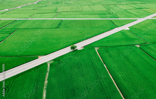 Aerial view of rice field in Taiwan photo