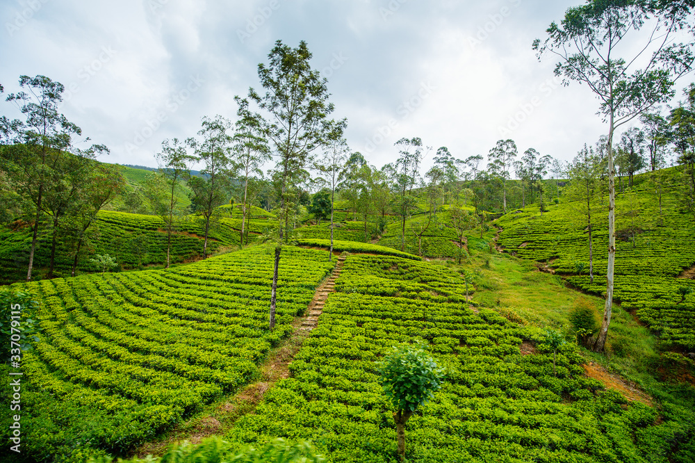 Ella tea plantations views