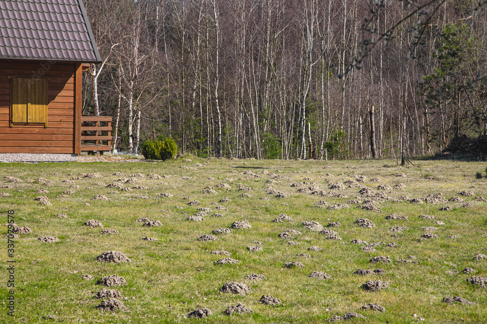 Mole hill in a garden. Lawn destroy, grass damaged by a mole