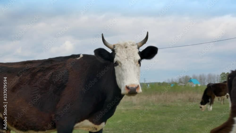 Black and white cow close-up, protects its offspring, chases a young bull with horns. Black and white cow close-up, protects its offspring, chases a young bull with horns.