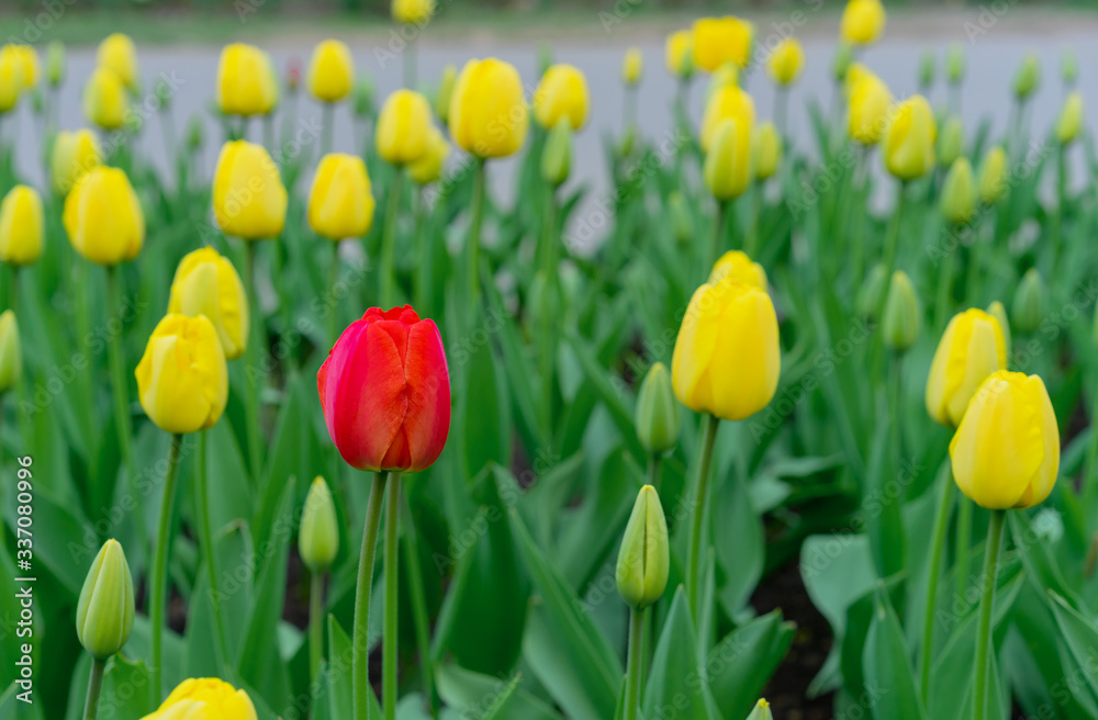Red tulip in a flowerbed with yellow tulips.