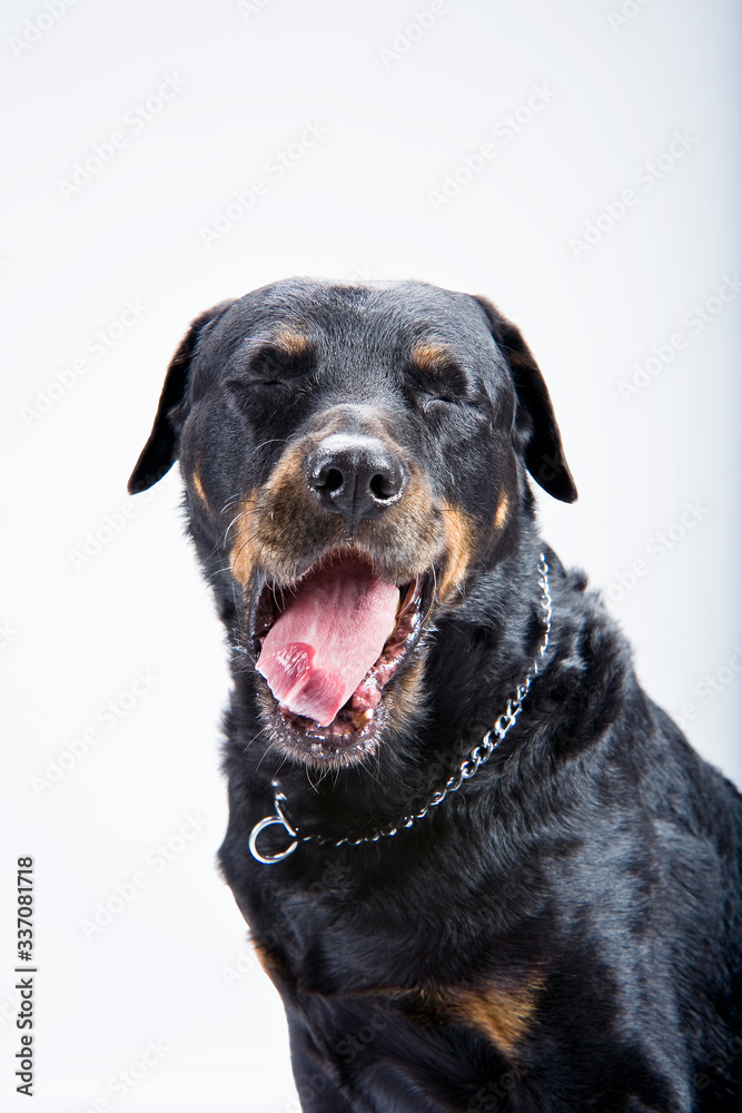 Retrato en estudio fotográfico de perro Rottweiler, con una cara simpática sobre fondo blanco.