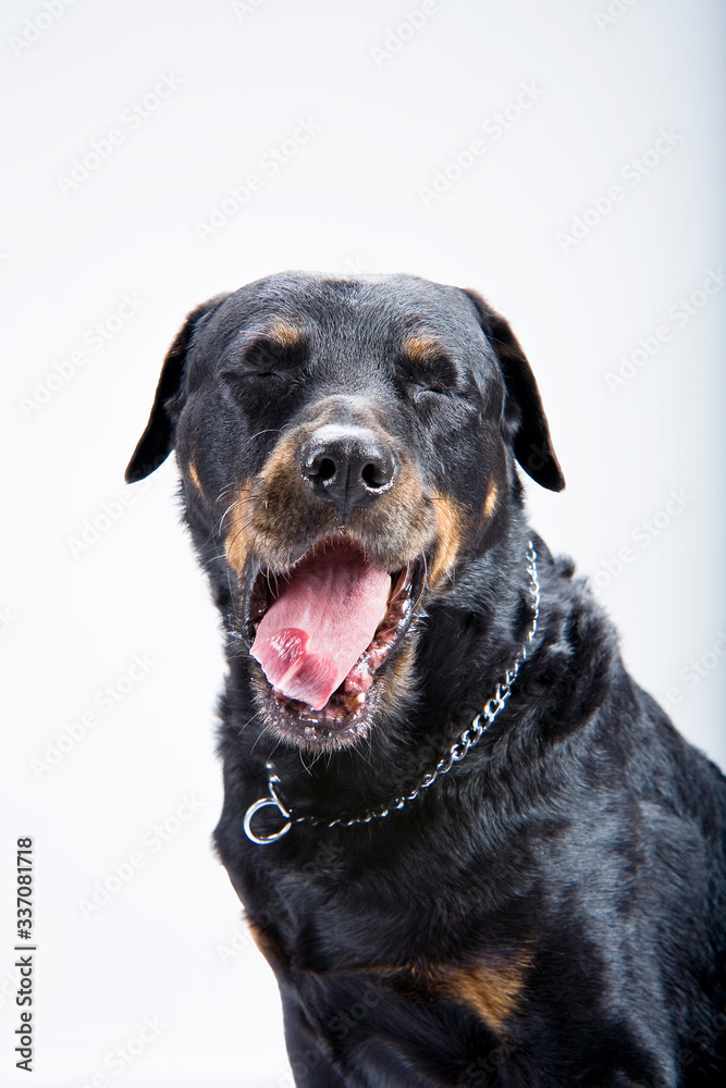 Retrato en estudio fotográfico de perro Rottweiler, con una cara simpática sobre fondo blanco. Retrato en estudio fotográfico de perro Rottweiler, con una cara simpática sobre fondo blanco.
