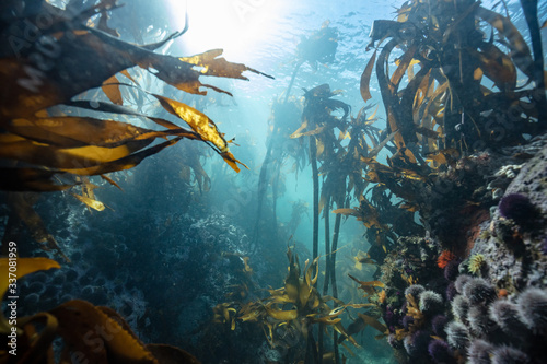 kelp forest of the South African coastline