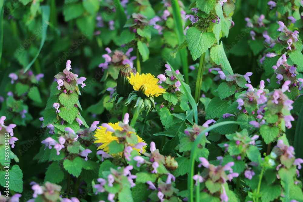 wilde Blumen wilde Blumen