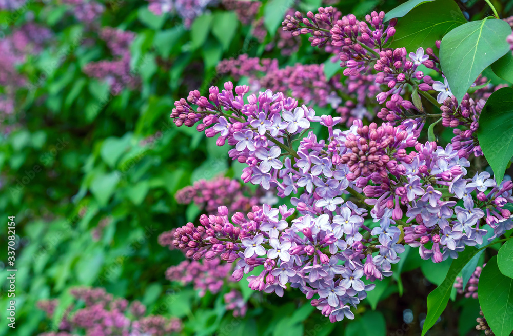 Blooming lilac. A branch of blooming lilac in the city garden. Blooming lilac. A branch of blooming lilac in the city garden.