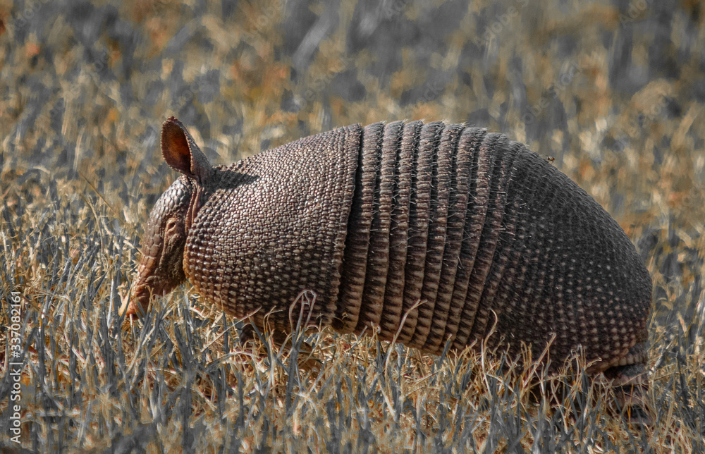 Obraz premium Wildlife
