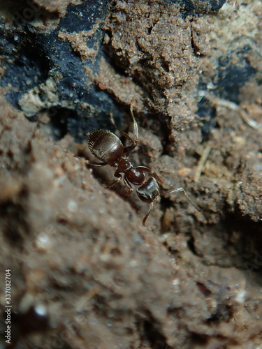 ant on the ground