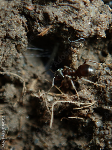ant on the ground