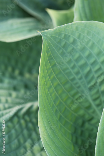 Green Hosta Leaves photo