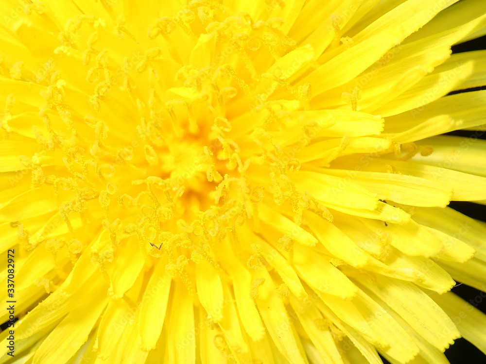 yellow flower background yellow flower background