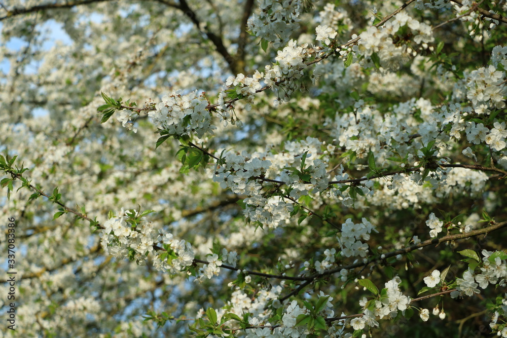 weiße Blumen, weißer Baum, weißer blühender Baum, Cashewblume, Quittenblume, Pflaumenblume, Frühling, Knospe