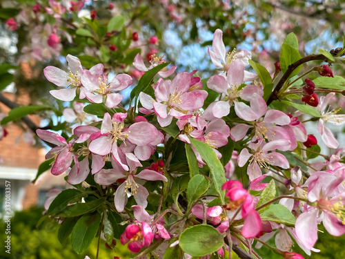 Pink cherry blossoms background in spring season