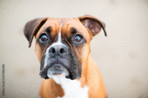 Dog playing on the beach
