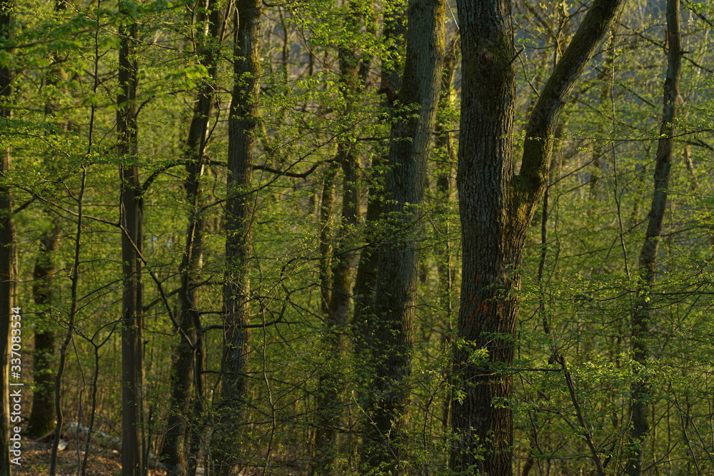 Obraz premium Spring forest backlight seasons specific