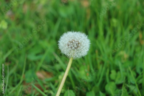 wilde Blumen