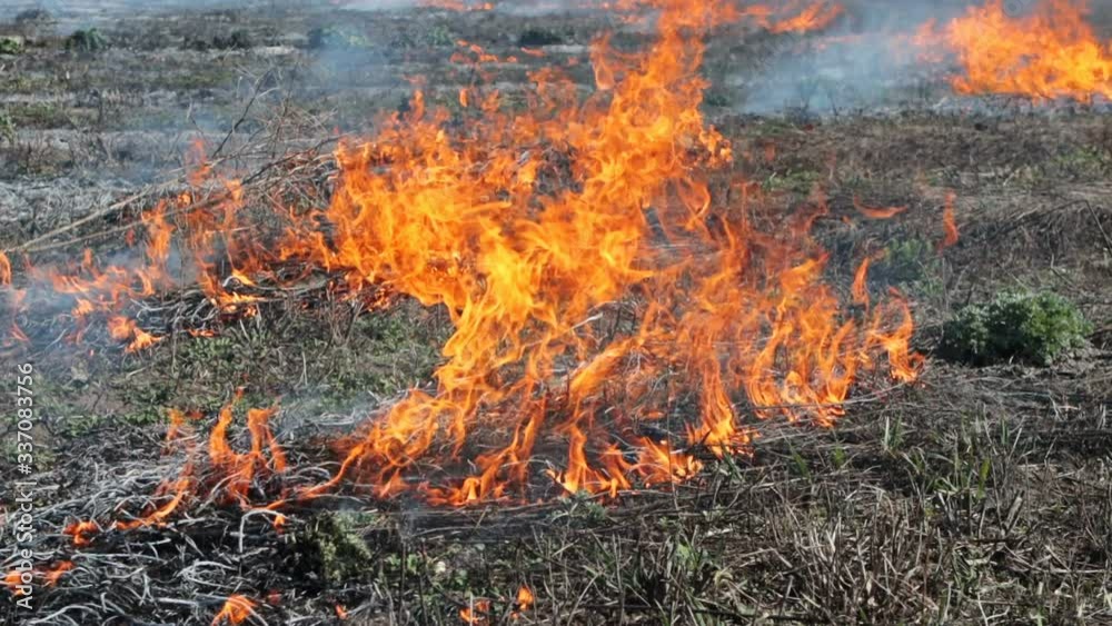 Field grass wildfire. Agriculture field burning. Field grass wildfire. Agriculture field burning.