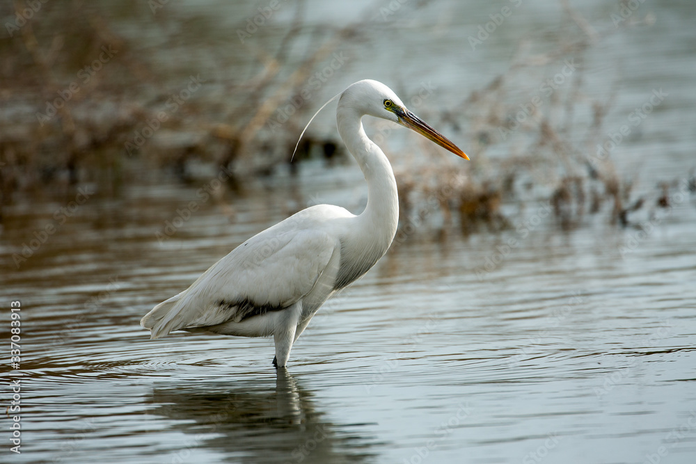 A Western Reef Heron or Egretta gularis looking for food in a waterlogged area in Bahrain A Western Reef Heron or Egretta gularis looking for food in a waterlogged area in Bahrain